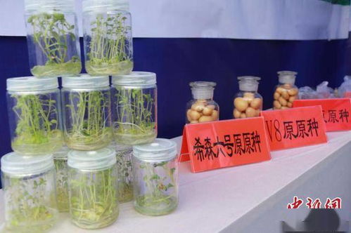 科技賦能，提質(zhì)增效 中國(guó)馬鈴薯產(chǎn)業(yè)的主糧化之路與增值探索